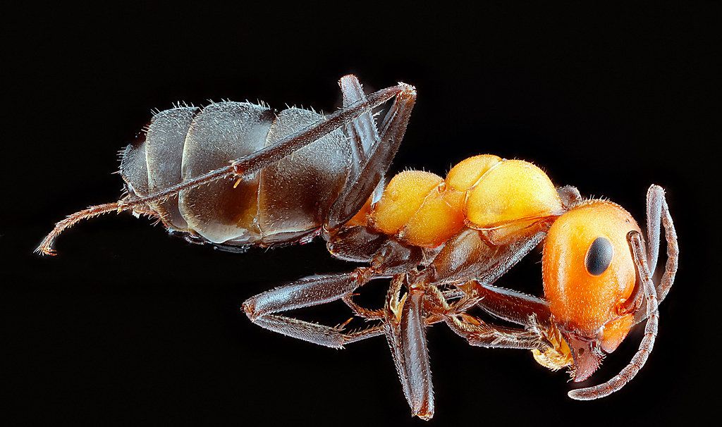 Ant Control service in Schenectady, NY