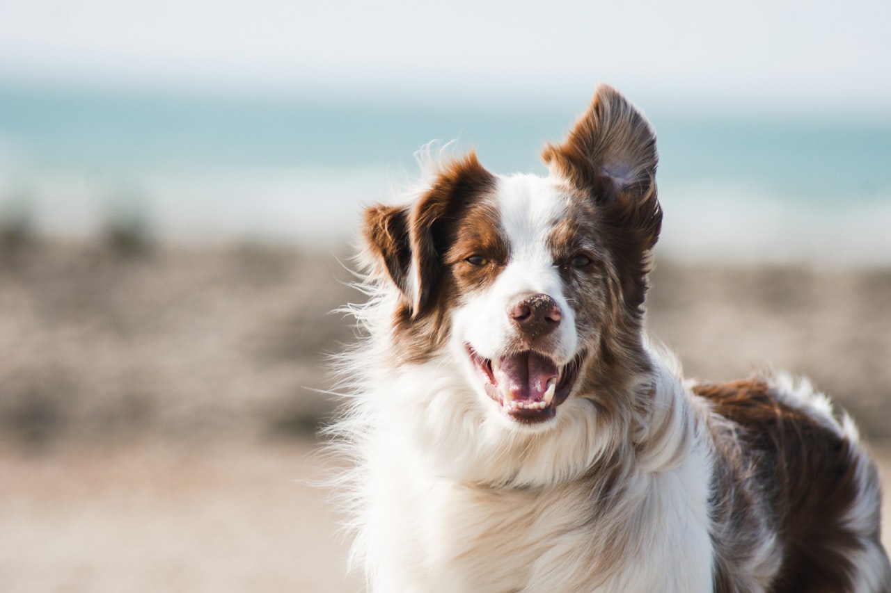 Flea & Tick Control service in Schenectady, NY