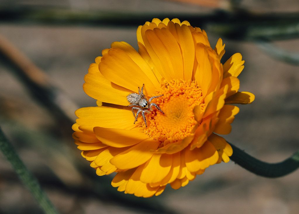 Spider Control service in Schenectady, NY